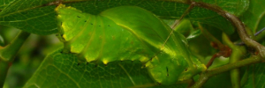 Pupae